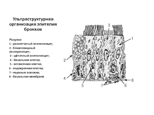 Ультраструктурная организация эпителия бронхов Рисунок 1 - реснитчатый эпителиоцит; 2 -