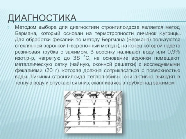 ДИАГНОСТИКА Методом выбора для диагностики стронгилоидоза является метод Бермана, который основан