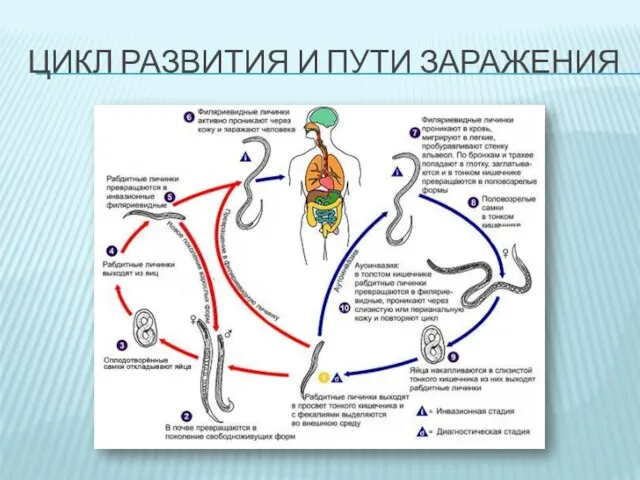 ЦИКЛ РАЗВИТИЯ И ПУТИ ЗАРАЖЕНИЯ