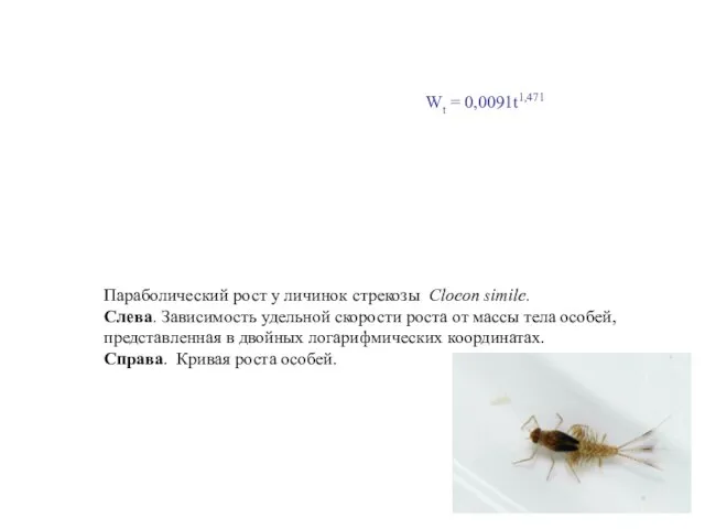 Параболический рост у личинок стрекозы Cloeon simile. Слева. Зависимость удельной скорости