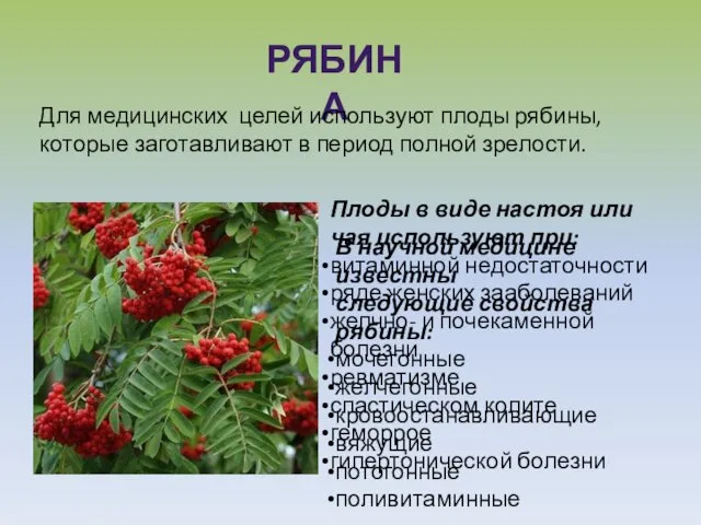 РЯБИНА Для медицинских целей используют плоды рябины, которые заготавливают в период