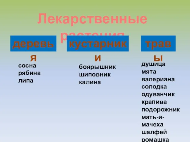 Лекарственные растения деревья кустарники травы сосна рябина липа боярышник шиповник калина