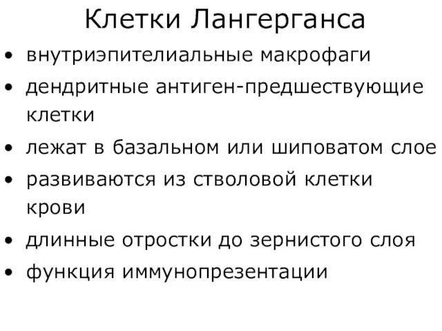 внутриэпителиальные макрофаги дендритные антиген-предшествующие клетки лежат в базальном или шиповатом слое