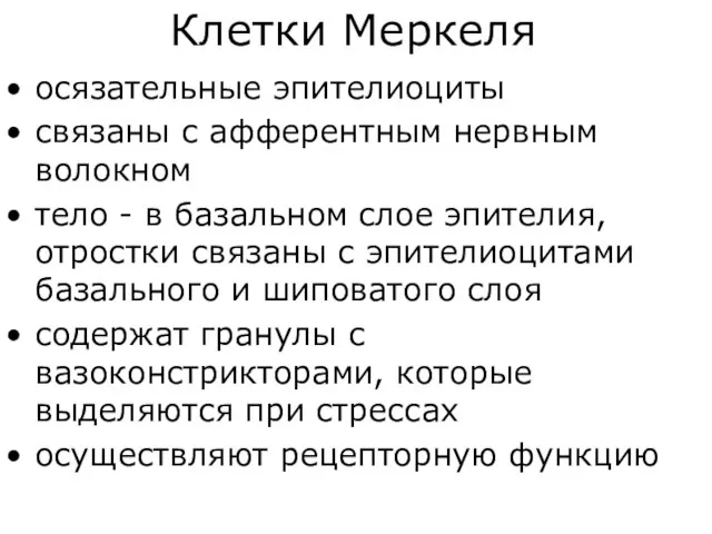 осязательные эпителиоциты связаны с афферентным нервным волокном тело - в базальном