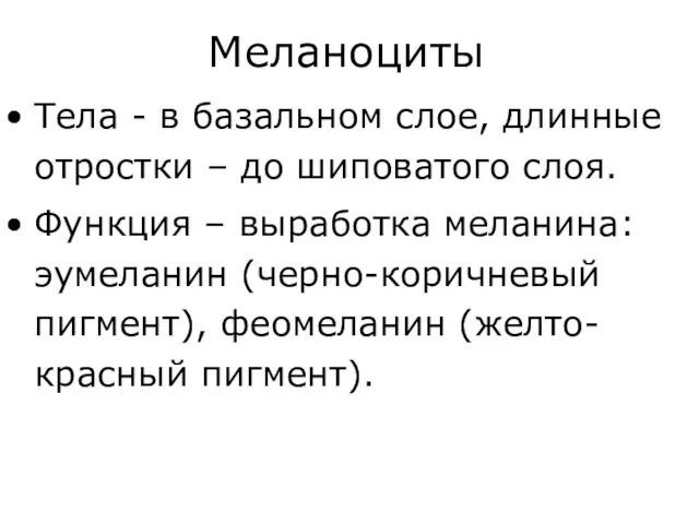 Тела - в базальном слое, длинные отростки – до шиповатого слоя.