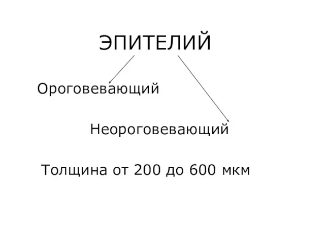 ЭПИТЕЛИЙ Ороговевающий Неороговевающий Толщина от 200 до 600 мкм