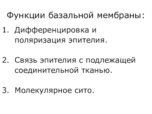 Функции базальной мембраны: Дифференцировка и поляризация эпителия. Связь эпителия с подлежащей соединительной тканью. Молекулярное сито.