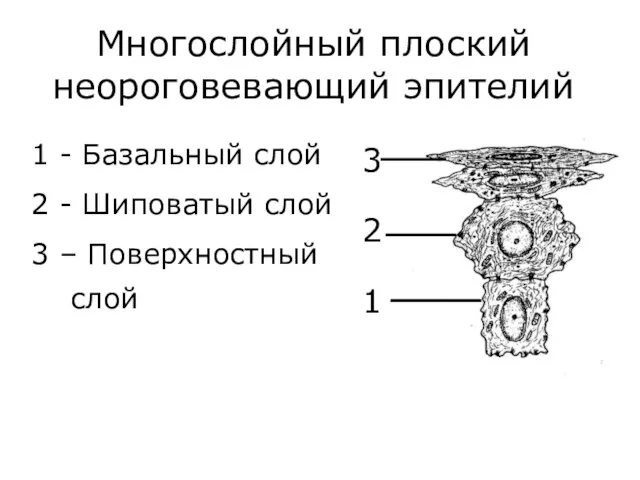 Многослойный плоский неороговевающий эпителий 3 2 1 1 - Базальный слой