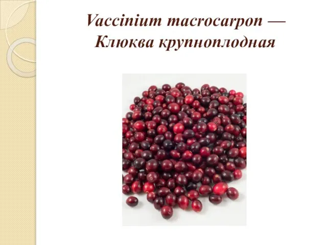 Vaccinium macrocarpon — Клюква крупноплодная