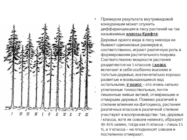 Примером результата внутривидовой конкуренции может служить дифференциация в лесу растений на