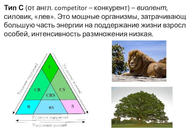 Тип С (от англ. competitor – конкурент) – виолент, силовик, «лев».
