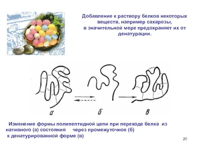 Добавление к раствору белков некоторых веществ, например сахарозы, в значительной мере