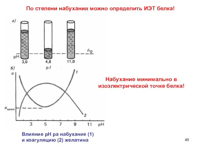 Влияние рН ра набухание (1) и коагуляцию (2) желатина По степени