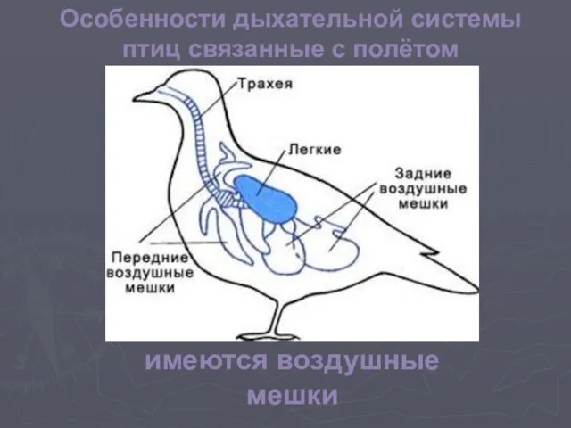 имеются воздушные мешки Особенности дыхательной системы птиц связанные с полётом