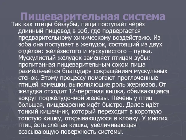 Пищеварительная система Так как птицы беззубы, пища поступает через длинный пищевод