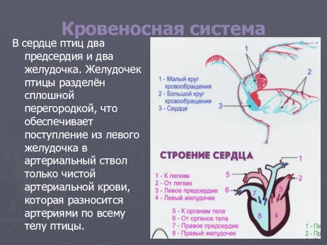 Кровеносная система В сердце птиц два предсердия и два желудочка. Желудочек