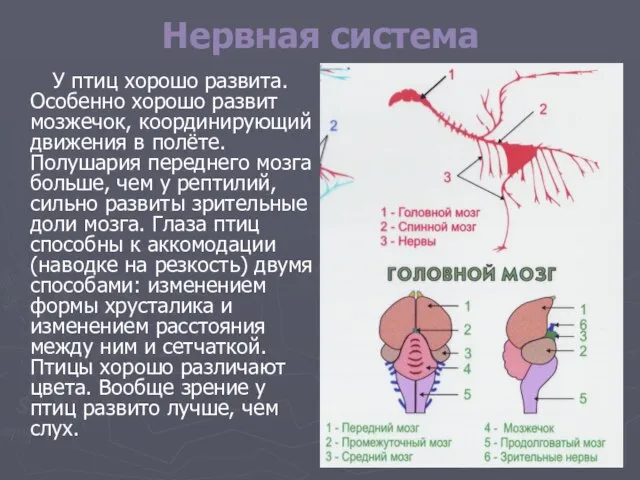 Нервная система У птиц хорошо развита. Особенно хорошо развит мозжечок, координирующий