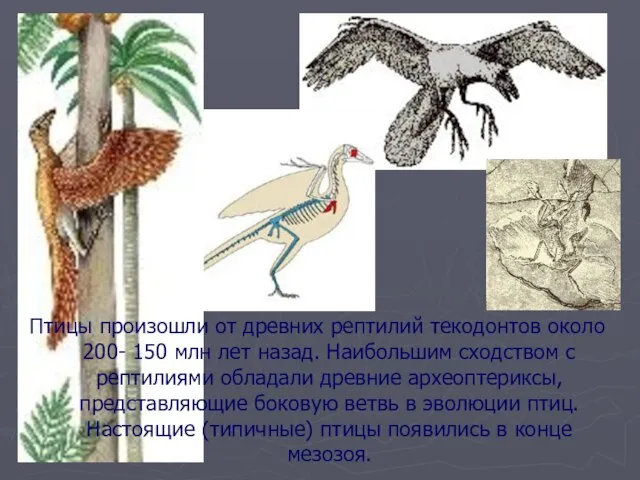 Птицы произошли от древних рептилий текодонтов около 200- 150 млн лет