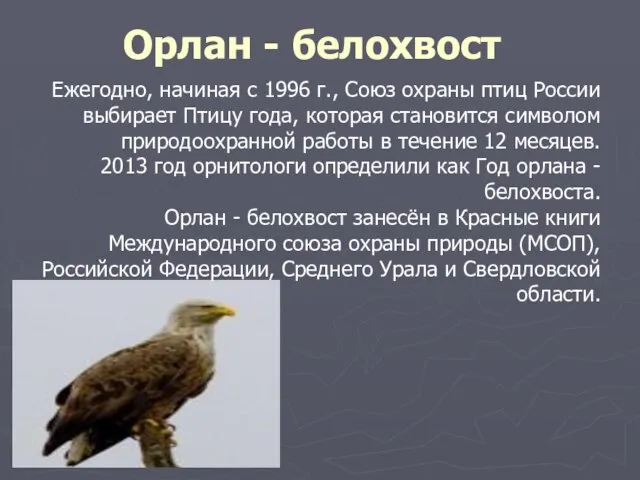 Орлан - белохвост Ежегодно, начиная с 1996 г., Союз охраны птиц