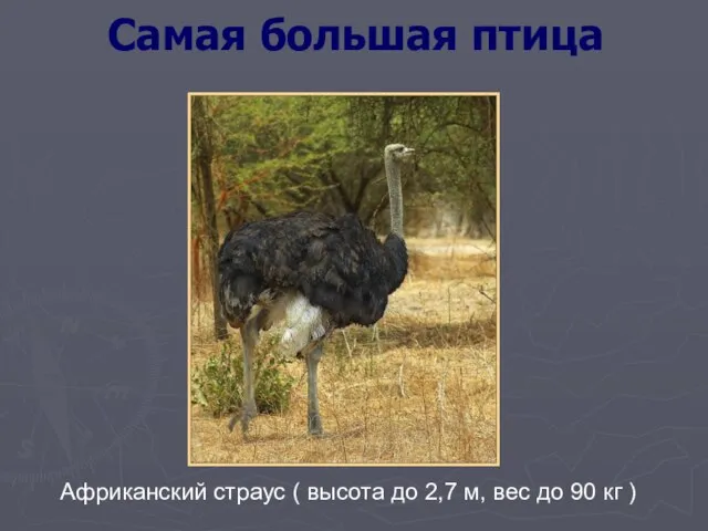 Самая большая птица Африканский страус ( высота до 2,7 м, вес до 90 кг )