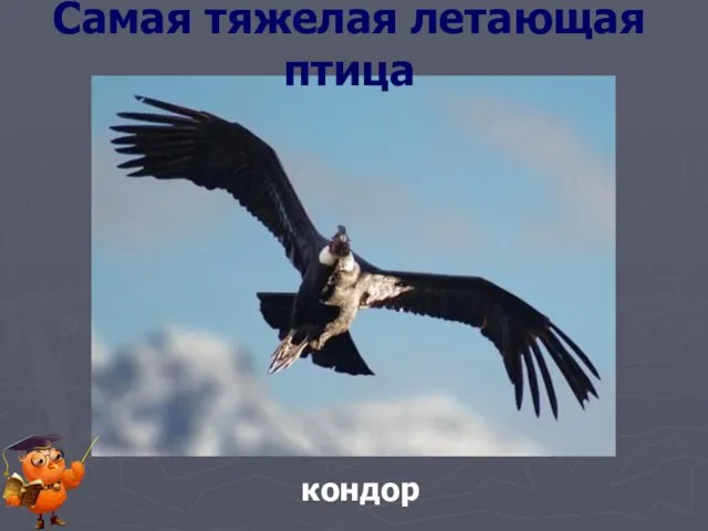 Самая тяжелая летающая птица кондор