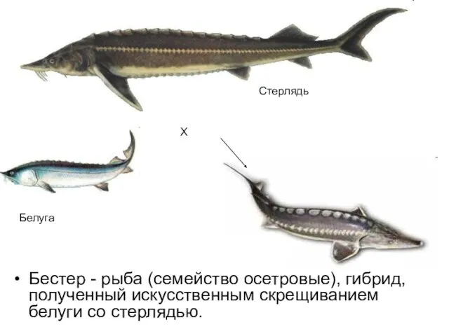 Бестер - рыба (семейство осетровые), гибрид, полученный искусственным скрещиванием белуги со стерлядью. Белуга Стерлядь Х