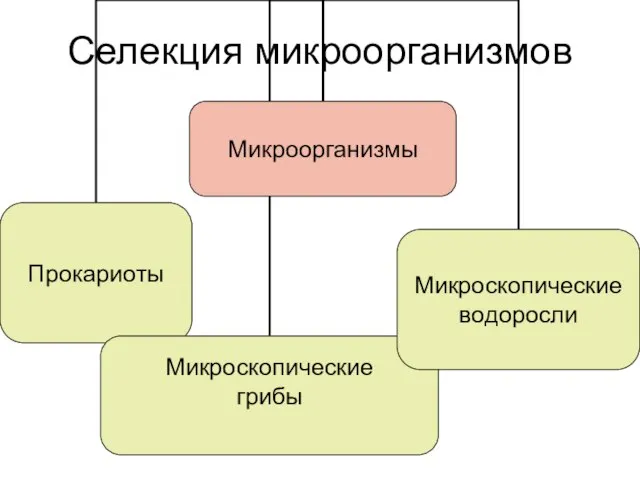 Селекция микроорганизмов