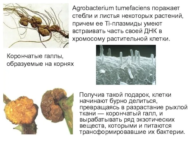 Получив такой подарок, клетки начинают бурно делиться, превращаясь в разрастание рыхлой