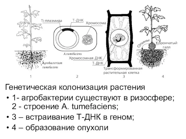 Генетическая колонизация растения 1- агробактерии существуют в ризосфере; 2 - строение