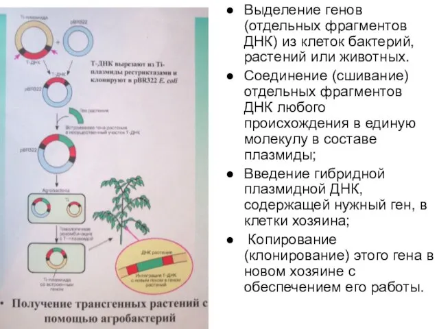 Выделение генов (отдельных фрагментов ДНК) из клеток бактерий, растений или животных.