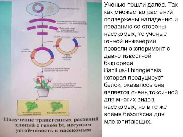 Ученые пошли далее. Так как множество растений подвержены нападению и поеданию