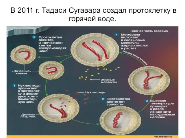 В 2011 г. Тадаси Сугавара создал протоклетку в горячей воде.