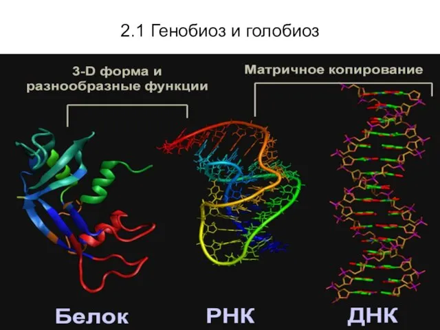 2.1 Генобиоз и голобиоз