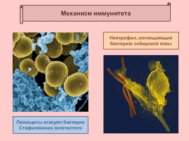 Механизм иммунитета Нейтрофил, поглощающий бактерию сибирской язвы Лейкоциты атакуют бактерии Стафилококка золотистого
