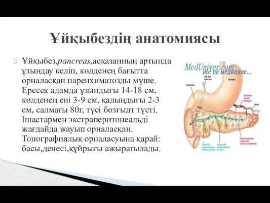 Ұйқыбез,pancreas,асқазанның артында ұзындау келіп, көлденең бағытта орналасқан паренхиматозды мүше.Ересек адамда ұзындығы