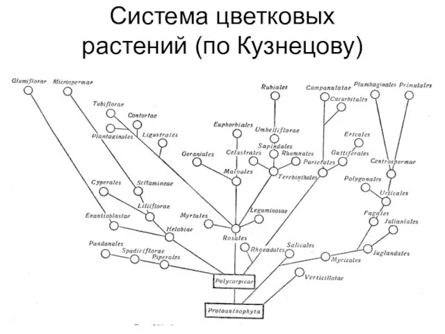 Система цветковых растений (по Кузнецову)