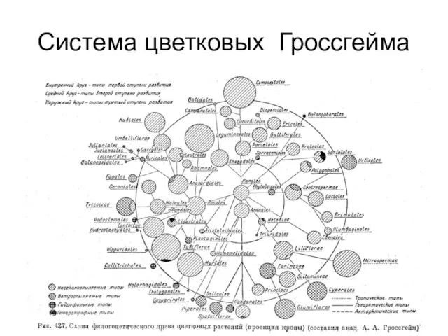 Система цветковых Гроссгейма