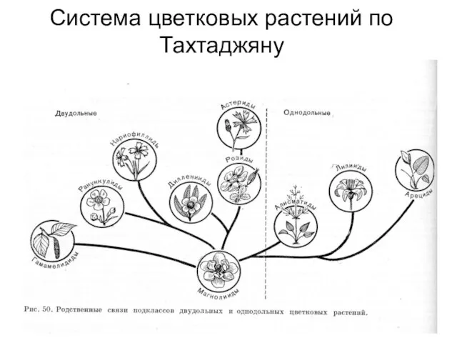 Система цветковых растений по Тахтаджяну