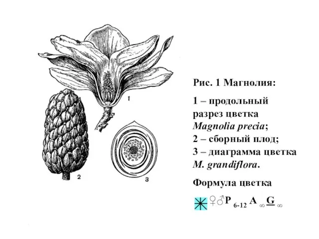 Рис. 1 Магнолия: 1 – продольный разрез цветка Magnolia precia; 2