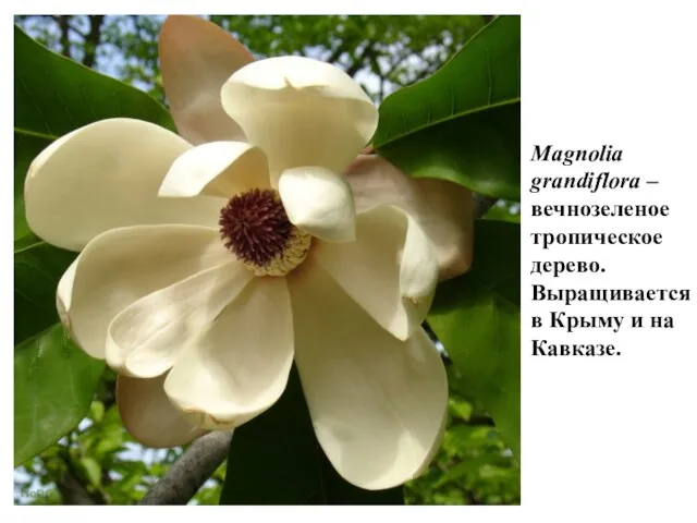 Magnolia grandiflora – вечнозеленое тропическое дерево. Выращивается в Крыму и на Кавказе.