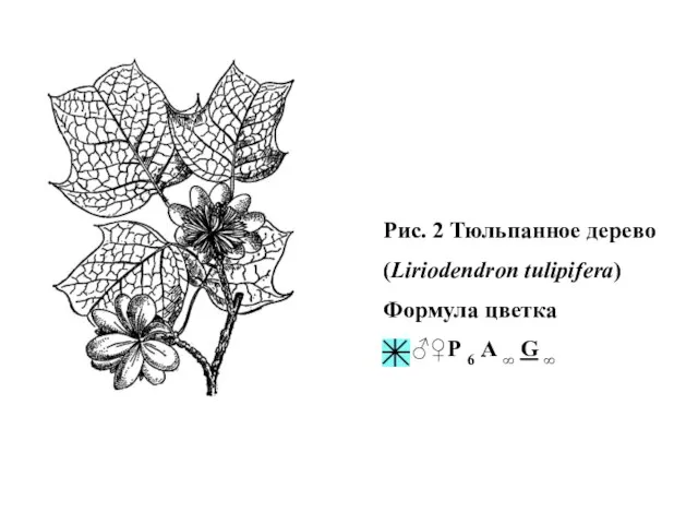 Рис. 2 Тюльпанное дерево (Liriodendron tulipifera) Формула цветка ♂♀Р 6 А ∞ G ∞