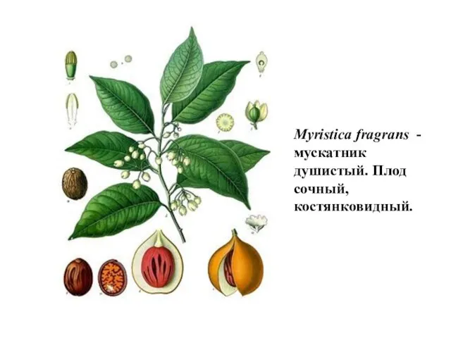 Myristica fragrans - мускатник душистый. Плод сочный, костянковидный.