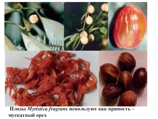 Плоды Myristica fragrans используют как пряность – мускатный орех