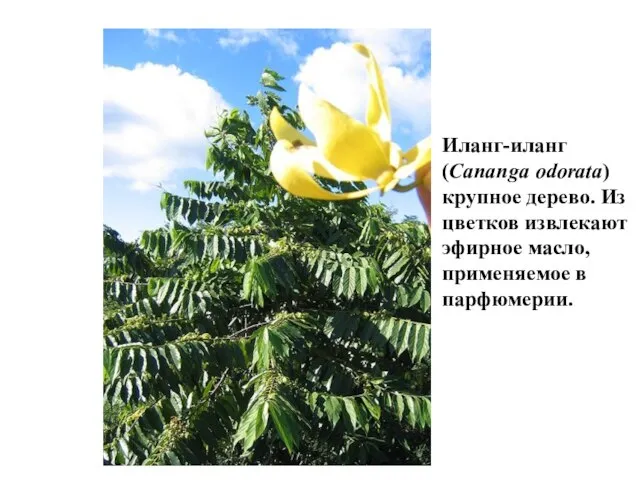 Иланг-иланг (Cananga odorata) крупное дерево. Из цветков извлекают эфирное масло, применяемое в парфюмерии.
