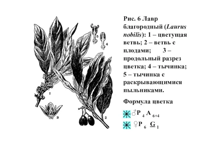 Рис. 6 Лавр благородный (Laurus nobilis): 1 – цветущая ветвь; 2