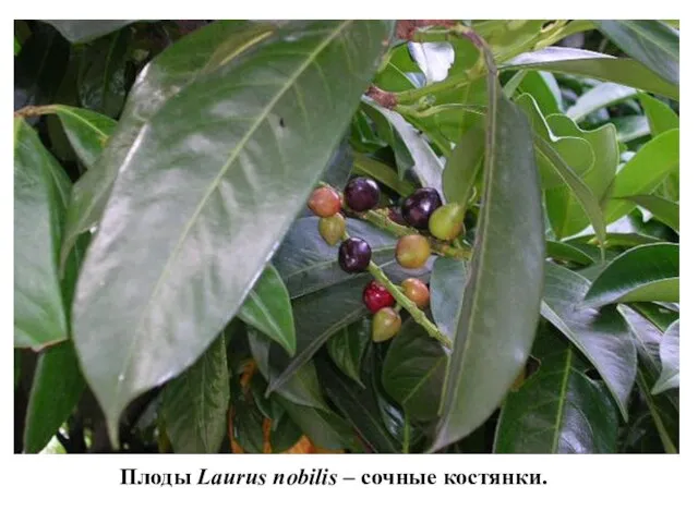 Плоды Laurus nobilis – сочные костянки.