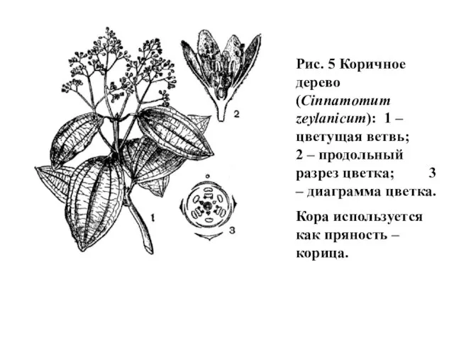 Рис. 5 Коричное дерево (Cinnamomum zeylanicum): 1 – цветущая ветвь; 2