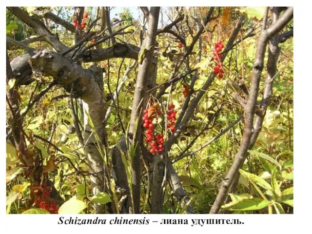 Schizandra chinensis – лиана удушитель.