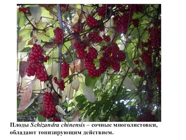 Плоды Schizandra chinensis – сочные многолистовки, обладают тонизирующим действием.