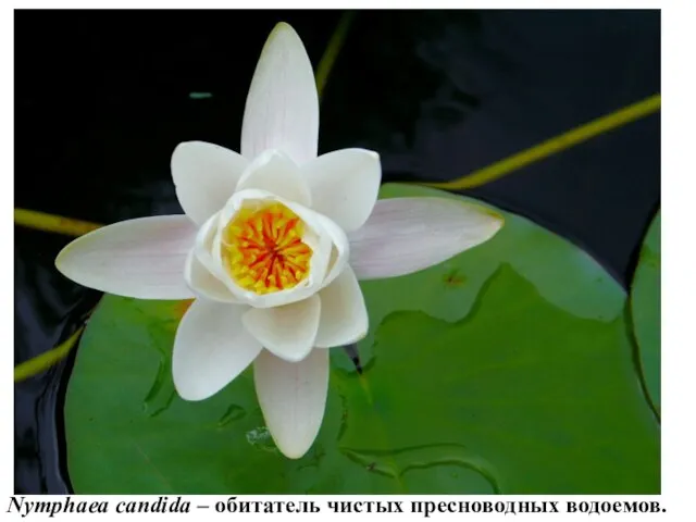 Nymphaea candida – обитатель чистых пресноводных водоемов.